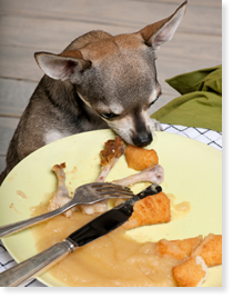 can dogs eat cooked mushrooms foods toxic to pets from plaza veterinary hospital can dogs eat cooked mushrooms foods toxic to pets from plaza veterinary hospital