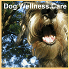 Dog Care Information
