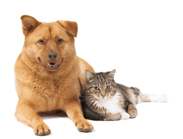dog and cat