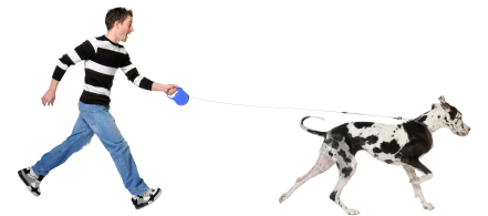 Great Dane walking a man